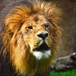ANIMALES
