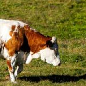 JUEGO DE MEMORIA DE ANIMALES DE GRANJA