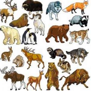 REINO ANIMAL