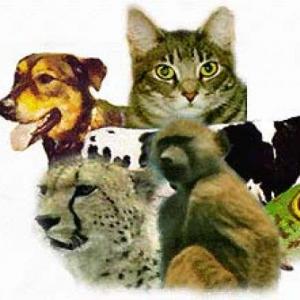 REINO ANIMAL
