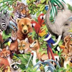 REINO ANIMAL