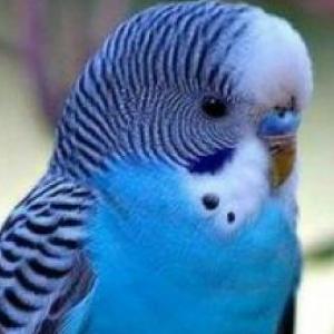 aprende los colores