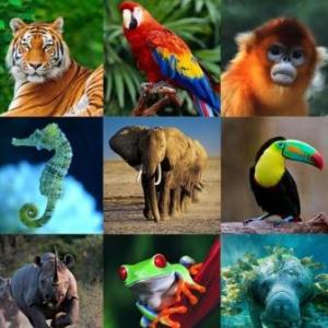 Imagen de portada del videojuego educativo: MEMOTEST DE ANIMALES, de la temática Biología