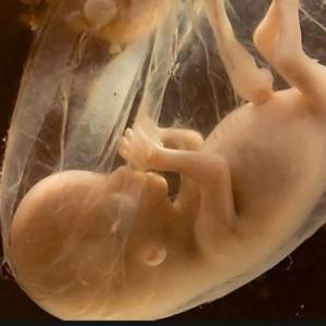 Juego multinivel desde la gametogenésis hasta la organogénesis