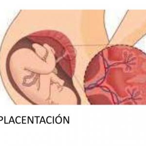 Placentación