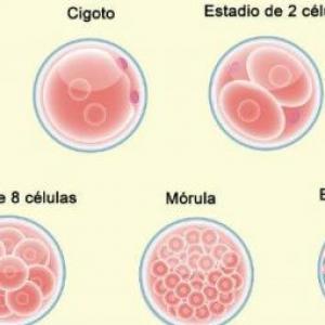 Desarrollo embrionario