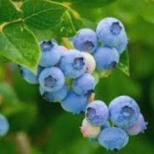 Delicious fruits in english 