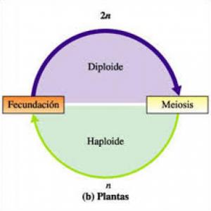 Imagen de portada del videojuego educativo: Ciclo haploide y deploide de los organismo , de la temática Ciencias