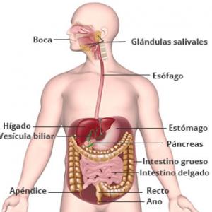 Imagen de portada del videojuego educativo: Aparato Digestivo , de la temática Ciencias