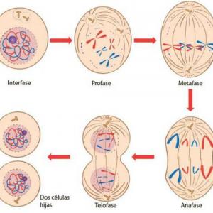 Imagen de portada del videojuego educativo: Partes de la célula mitosis , de la temática Ciencias