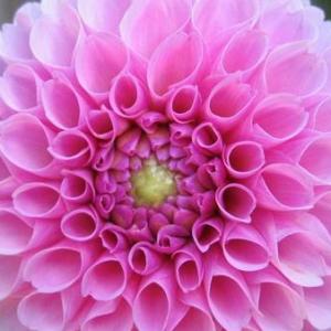 plantas, animales y sus ambientes
