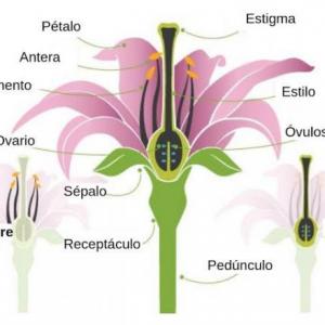 Imagen de portada del videojuego educativo: Partes de la flor, de la temática Ciencias