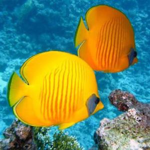 ANIMALES MARINOS