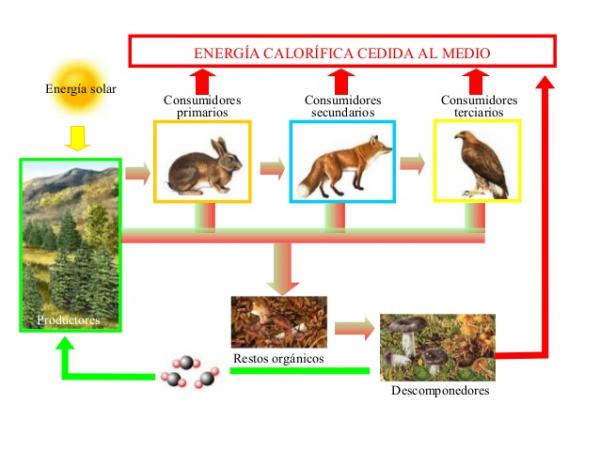 cadena trofica