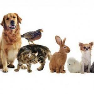 Animales domesticos