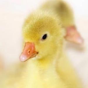 Memorama de animales