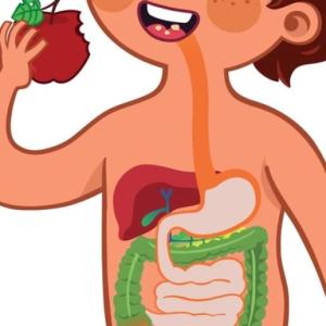 SISTEMA GASTROINTESTINAL