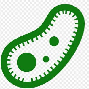 LAS BACTERIAS