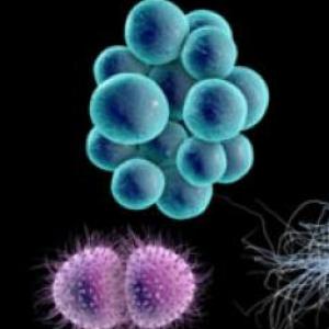 MORFOLOGIA BACTERIANA