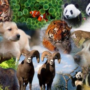 Animales