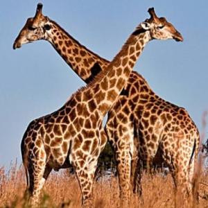 Animales en español e ingles 