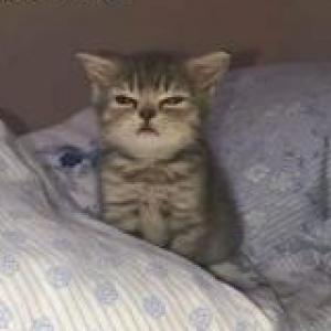 Gatitos mortales