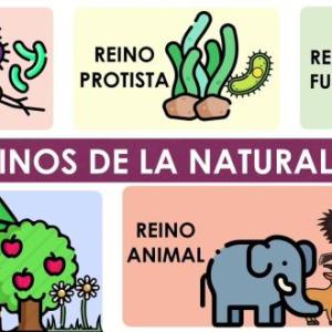REINOS DE LA NATURALEZA