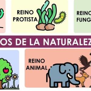 REINOS DE LA NATURALEZA