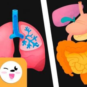 Los sistemas del cuerpo humano