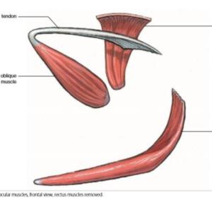 Desafío muscular