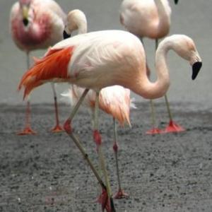 FAUNA DE ARGENTINA