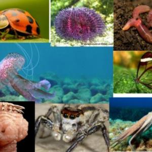 Invertebrados en acción.