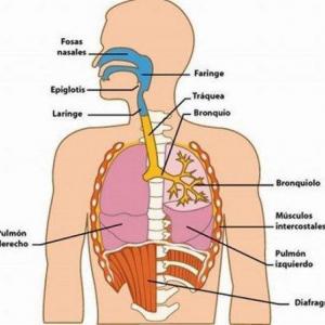 ÓRGANOS DEL SISTEMA RESPIRATORIO