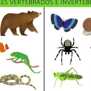Animales vertebrados e invertebrados