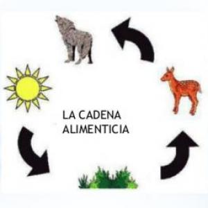 Cadena Alimentaria
