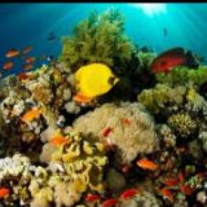 LOS NIVELES ECOLÓGICOS