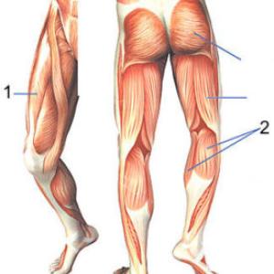 Anatomia de miembros inferiores