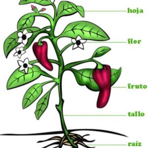 LAS PLANTAS