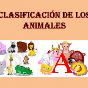 CLASIFICACIÓN DE ANIMALES