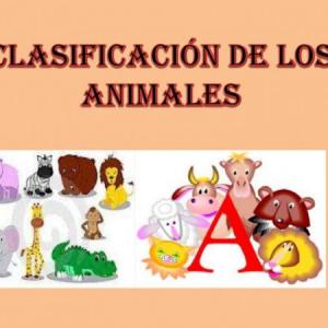 CLASIFICACIÓN DE ANIMALES