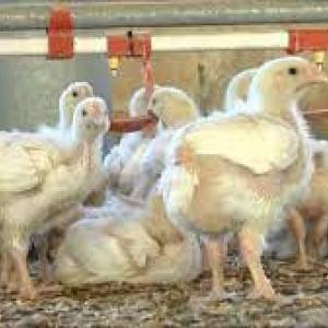 Fincas avícolas y su importancia sanitaria