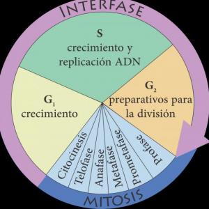 JUEGO DE TRIVIA, SOBRE EL CICLO CELULAR