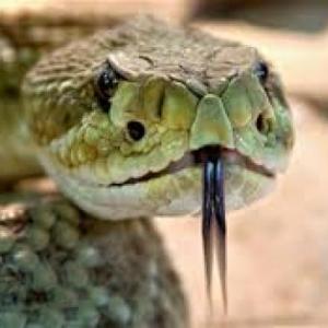JUEGOS DE CIENCIAS NATURALES