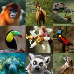 Clasifica los animales