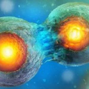 "Las Fases de la Mitosis