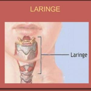 LARINGE 
