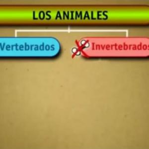 Animales Vertebrados e Invertebrados