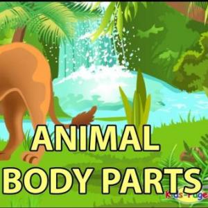 MEMO TEST BODY PARTS