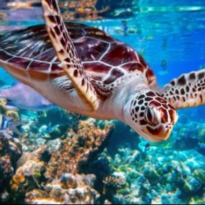 The sea turtle game