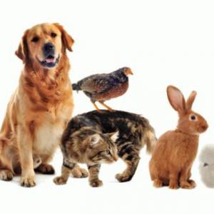 Pets Memory